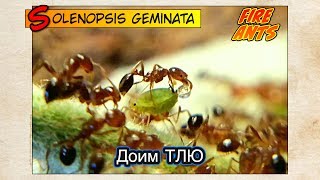 ОГНЕННЫЕ МУРАВЬИ доят ТЛЮ  FIRE ANTS Solenopsis geminata [upl. by Adamsen788]