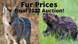 Fur Prices  What to Trap 20222023 Season [upl. by Grizel]