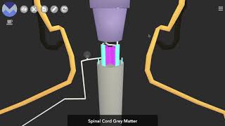 Schematic 3D Spinothalamic Pathway [upl. by Chandra42]