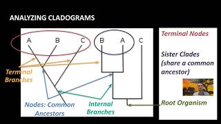 IB Biology A32 Classification amp Cladistics [upl. by Dombrowski]