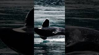 Five Orca Facts You Didnt Know  Animated [upl. by Jeff275]