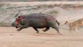 Lions Attacks Hippo To Rescue Teammates From Giant Mouth The Fierce Battle Between Hippo Vs Lions [upl. by Reynard]