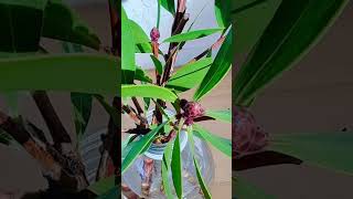 Red Bottlebrush Tree flowers blooming in late January Callistemon Red Cluster Bottlebrush Tree 🔴 [upl. by Edyaw130]