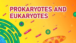 Prokaryotic vs Eukaryotic Cells  Differences Animated [upl. by Ulrich294]