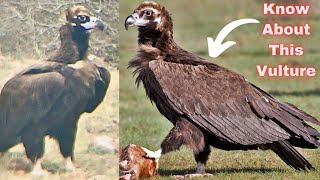 Cinereous Vulture Feeding on Carcass Vulture Conservation Vulture Education Wildlife Documentary [upl. by Adnilema]