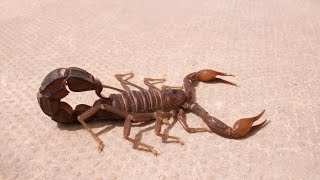 Is Scorpion Your Spirit Animal [upl. by Ardeen]