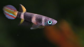 The Complete Guide To The Rocket Killifish  Clown Killifish [upl. by Ikcaj]