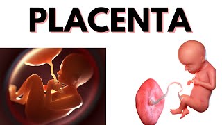 PLACENTA during Pregnancy Everything You Need to Know [upl. by Purse]