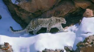 Moutain Leopard wildanimalswildlife hindi [upl. by Agnese]