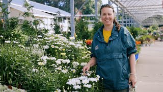 PETITTI Shasta Daisy  Grow Leucanthemum for Deer Resistance Repeat Blooms amp Pollinators [upl. by Aimak]