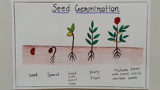 How to Draw Seed Germination Step By Step ✏️ Draw Sprouted Seed Easy [upl. by Monahon310]