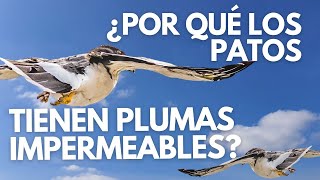 quotLa Ciencia detrás de las plumas impermeables de los PATOSquot [upl. by Yelkreb364]