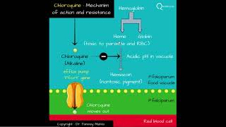 Chloroquine resistance mechanism Parasitology simplified tutorials for NEETPG NEXT USMLE PLAB [upl. by Eedoj]