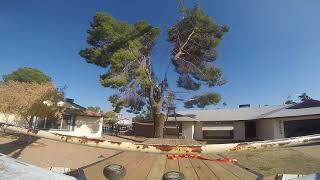 Large Pine Tree Removal [upl. by Yekim563]