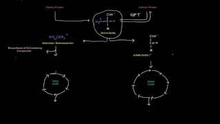 Protein  Amino Acid Metabolism Part 1 of 8  Intro [upl. by Nner957]