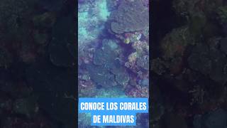 Los Corales de Maldivas un paraíso bajo el mar [upl. by Crifasi]