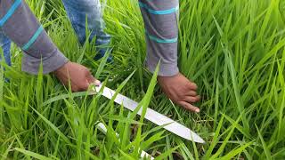 Aforando pasto brachiaria decumbens [upl. by Crawford744]