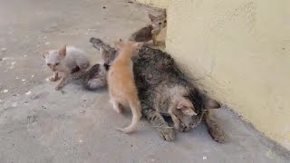 The abandoned mother cat and her kittens at the fieldhungry exhausted almost desperate [upl. by Dde]