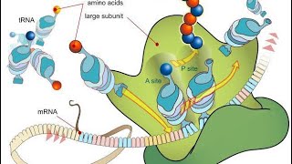 Hüceyrənin biokimyasıZülalların biosintezi protein sintezi [upl. by Ydnal]