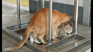 Cats mating  Feline Fiesta Cats mating on the streets youtube [upl. by Akins]