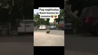 Nalilito Yung aso kung kanino sya sasama🤣😂 funny funnyshorts [upl. by Towney873]