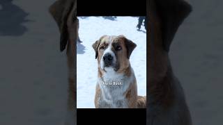 Soon to be sled dog Buckshorts viralvideo shortsvideo [upl. by Atled]