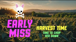 Labour Day Harvest  Early Miss  Episode Seven  Spider Farmer SF2000 Complete Grow Tent Kit [upl. by Leahcar]