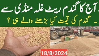 Wheat price today Galla Mandi  Gandam price Today گندم کی قیمت غلہ منڈی سے [upl. by Stringer]