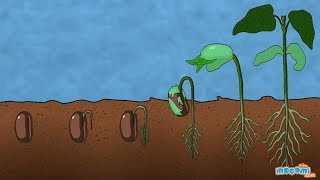 What is Germination of Seed  Plant Science for Kids  Educational Videos by Mocomi [upl. by Darill943]