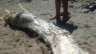 Strange horned sea monster washes ashore in Spain [upl. by Griffie]