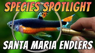 Santa Maria Endlers Poecilia WingeiPoecilia Reticulata Aquarium Fish Species Profile amp Care Guide [upl. by Medrek]