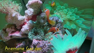 Green Bubble Tip Anemone Garden [upl. by Yehudit]