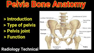 Anatomy of pelvis  Ilium  ischium  pubis  pelvis joint  sacrum  coccyx  in hindi [upl. by Hansel]