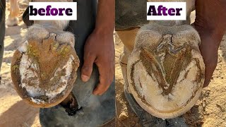 Hoof satisfying and Restoration [upl. by Cole]