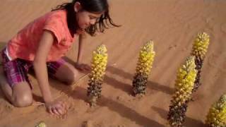 Erica and Cistanche flowers in Saudi [upl. by Tiffanle]