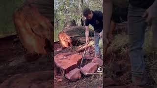 adventure woodchopping lumberjacks fyp [upl. by Assiluj631]