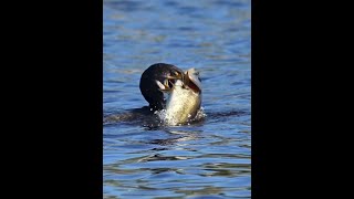 鸕鷀囫圇吞大魚，太牛了 野生動物零距離 神奇動物在抖音 鸕鷀 魚 內容啟發搜索 [upl. by Adnael]