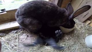 Baby Kaninchen werden von der Mutter gesäugt [upl. by Sandy]