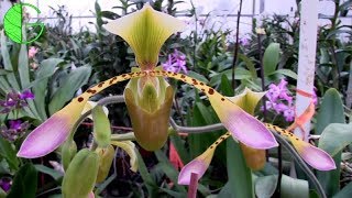 Paph Toni Semple • January 2019 Orchid Collection Update and Greenhouse Highlights [upl. by Madriene]