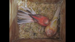 BABIES FROM FOUR BOURKE PARAKEET HENS AUGUST 2023 [upl. by Jae81]