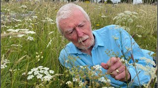 Burnet Saxifrage with John Feehan Wildflowers of Offaly series [upl. by Atem]