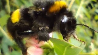 Buff tailed bumblebee queen Bombus terrestris [upl. by Marnie510]