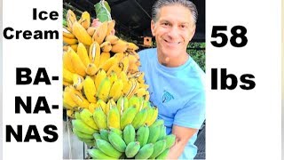 BANANA CARE  Harvesting  Pruning  Propagating  Mulching [upl. by Willie]