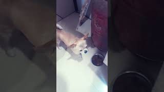 Subscribe for dog 🐕 ❤️ 💕 💓 💗 💛 🐕 [upl. by Elvia]