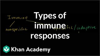 Types of immune responses Innate and adaptive humoral vs cellmediated  NCLEXRN  Khan Academy [upl. by Entirb]