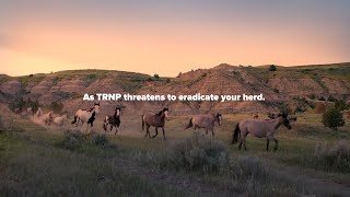 Fight for the Wild Horses of Theodore Roosevelt National Park With Their Own Documentary [upl. by Philippine]