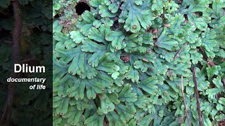 Liverwort Marchantia [upl. by Arda]