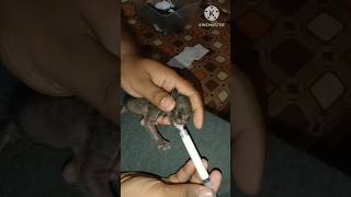 newborn kitten syringe feeding [upl. by Eda]