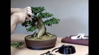 Bonsai treat  care premna microphylla [upl. by Ias573]