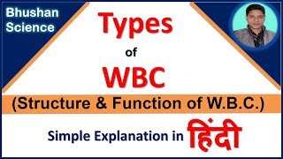 White Blood Cell WBC or Leukocytes  Function of WBC in hindi  Bhushan Science [upl. by Godrich]